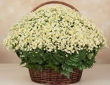 Цветочная композиция из Ромашки в корзине #REPLACE_PRED# Куровском