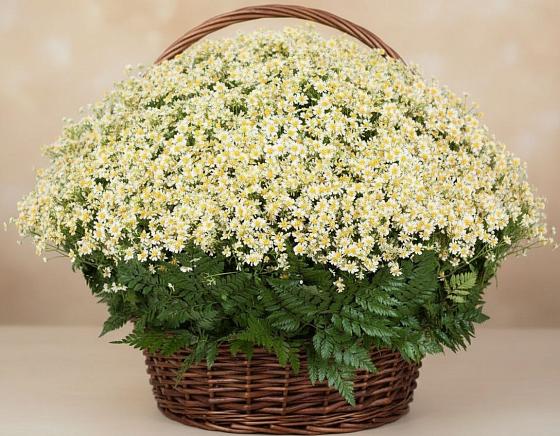 Цветочная композиция из Ромашки в корзине в Куровском