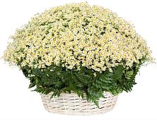 Цветочная композиция из Ромашки в корзине #REPLACE_PRED# Куровском